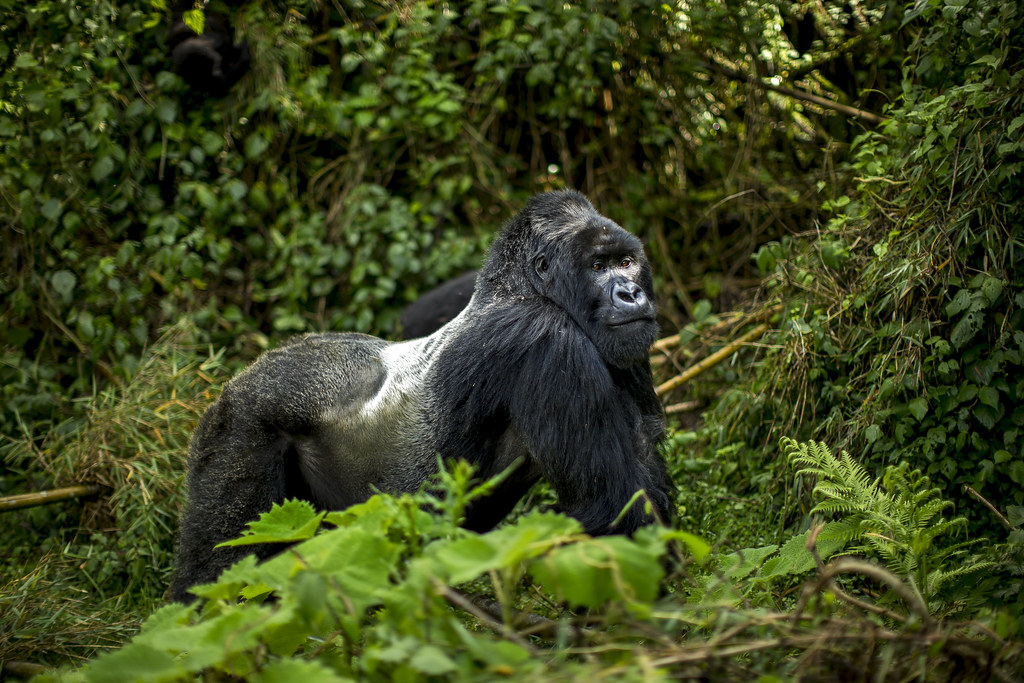 Luxury sliverback gorilla safaris
